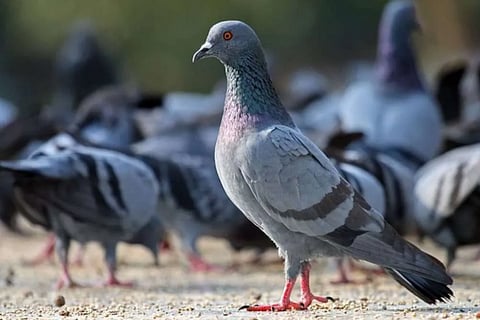  Pigeons