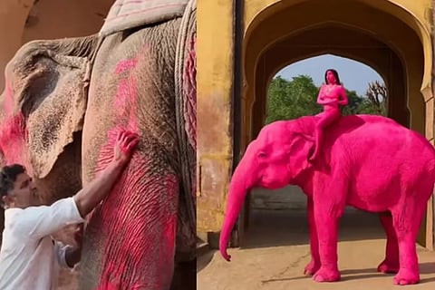 ಪಿಂಕ್​ ಬಣ್ಣ ಬಳಿದಿದ್ದೇ ದೈತ್ಯ ಆನೆ ಸಾವಿಗೆ ಕಾರಣವಾಯ್ತಾ? ಫೋಟೋಶೂಟ್​ ವಿವಾದ, ಕಂಬನಿ ಮಿಡಿದ ನೆಟ್ಟಿಗರು! Pink Elephant 