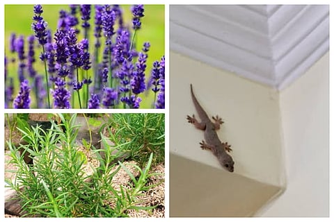 Lizard repellent plants