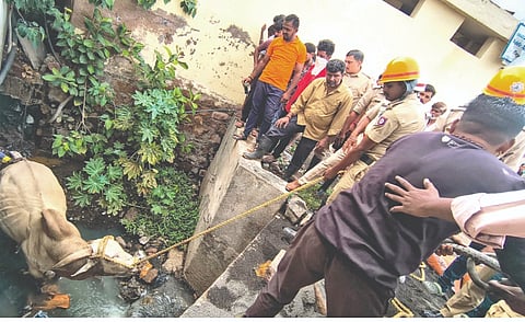 ರಬಕವಿ ಮಾರುಕಟ್ಟೆಯ ಮುಖ್ಯ ಚರಂಡಿಯ ತಗ್ಗು ಪ್ರದೇಶಕ್ಕೆ ಬಿದ್ದ ಹಸುವನ್ನು ಅಗ್ನಿಶಾಮಕ ಸಿಬ್ಬಂದಿ ರಕ್ಷಿಸುತ್ತಿರುವುದು.
