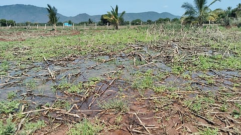 ರಾಮಾಪುರದಲ್ಲಿ ಜಮೀನಿಗೆ ನೀರು ನುಗ್ಗಿರುವುದು.  