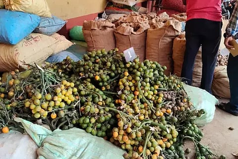 ಶಿರಸಿಯ ಸಹಕಾರಿ ಸಂಘದ ಅಂಗಳಕ್ಕೆ ಟೆಂಡರ್‌ಗಾಗಿ ರೈತರು ತಂದಿರುವ ಹಸಿ ಅಡಕೆ (Raw Areca)
