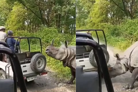 Rhino attack Assam