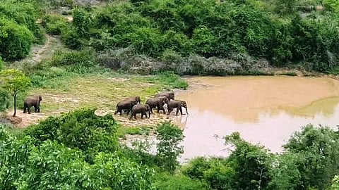 ರಾಮನಗರ ಅರಣ್ಯದಲ್ಲಿ ಆನೆಗಳ ಗುಂಪು