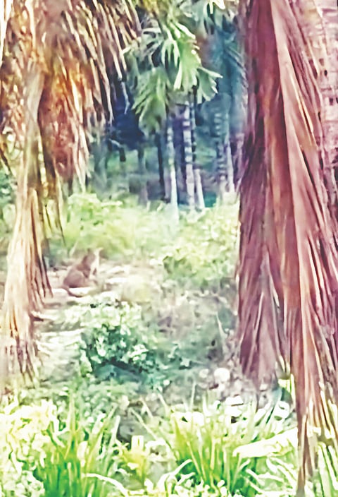 ತಾಲೂಕಿನ ಬಲ್ಲೇನಹಳ್ಳಿ-ಸಬ್ಬನಕುಪ್ಪೆ ಮಾರ್ಗದಲ್ಲಿ  ಕಂಡುಬಂದ ಚಿರತೆ ದೃಶ್ಯ.