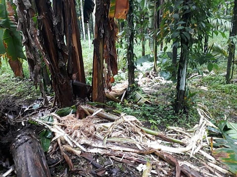 ಕಾಡಾನೆ ದಾಳಿಗೆ ಕೃಷಿ ಹಾನಿಯಾಗಿರುವುದು.