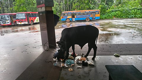 ಕುಕ್ಕೆಯ ಬಸ್ ನಿಲ್ದಾಣದಲ್ಲಿ ಜಾನುವಾರುಗಳು ಕಸದ ಬುಟ್ಟಿ ಜಾಲಾಡುತ್ತಿರುವುದು.