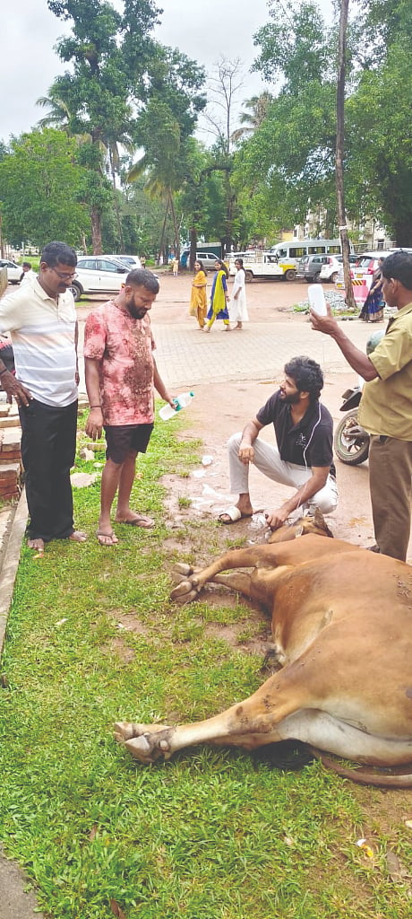  ಪ್ಲಾಸ್ಟಿಕ್ ಸೇವಿಸಿ ಅಸ್ವಸ್ಥಗೊಂಡ ಹೋರಿಗೆ ಚಿಕಿತ್ಸೆ ನೀಡಲಾಯಿತು