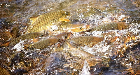 ಕುಮಾರಧಾರಾ ನದಿಯಲ್ಲಿರುವ ದೇವರ ಮೀನುಗಳು.