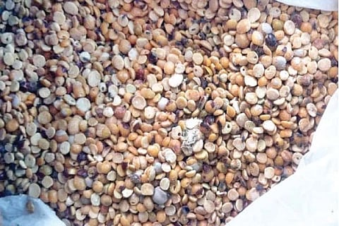 ತೊಗರಿ ಬೇಳೆಯಲ್ಲಿ ಹುಳು ಬಿದ್ದಿರುವುದು.
