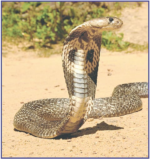 ರೈತ ಹಾವು ಕಚ್ಚಿ ಸಾವು