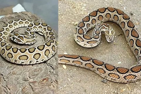 ಮಂಡಲದ ಹಾವು