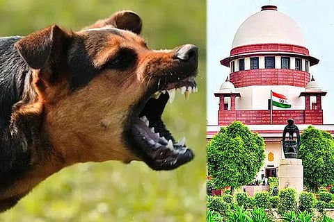 ಸುಪ್ರೀಂ ಕೋರ್ಟ್‌ನಿಂದ ಬಿಗ್‌ ಜಡ್ಜ್‌ಮೆಂಟ್: ಹುಚ್ಚು ನಾಯಿಗಳ ದಯಾಮರಣಕ್ಕೆ ಸುಪ್ರೀಂ ಅಸ್ತು! Stray Dogs