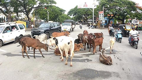 ರಸ್ತೆಗಳಲ್ಲಿ ಬಿಡಾಡಿ ದನ