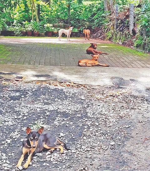 ಸಾಂದರ್ಭಿಕ ಚಿತ್ರ