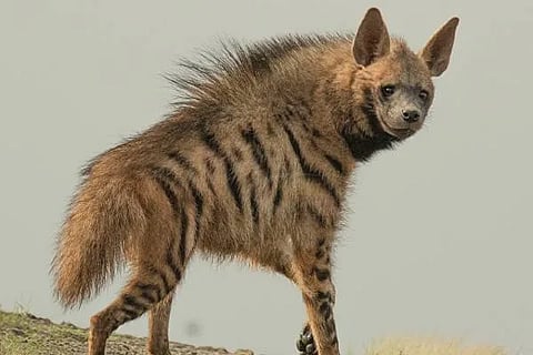  ಕತ್ತೆ ಕಿರುಬ (Striped Hyena)