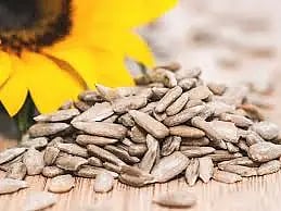 ಸೂರ್ಯಕಾಂತಿ Sunflower