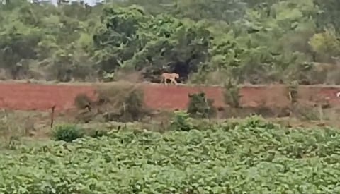 ನಂಜನಗೂಡು ತಾಲೂಕಿನ ಬಳ್ಳೂರುಂಡಿ ಗ್ರಾಮದ ಮಹಾದೇವಯ್ಯ ಎಂಬುವರ ಜಮೀನಿನಲ್ಲಿ ಬುಧವಾರ ಮಧ್ಯಾಹ್ನ ಕಾಣಿಸಿಕೊಂಡ ಹುಲಿ. 