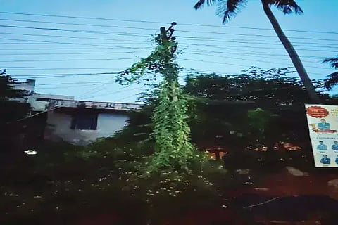 ತರೀಕೆರೆ ಮಹಾತ್ಮ ಗಾಂಧಿ ವೃತ್ತದ ಬಳಿ ವಿದ್ಯುತ್ ಕಂಬಕ್ಕೆ ಬಳ್ಳಿ ಹಬ್ಬಿರುವುದು.