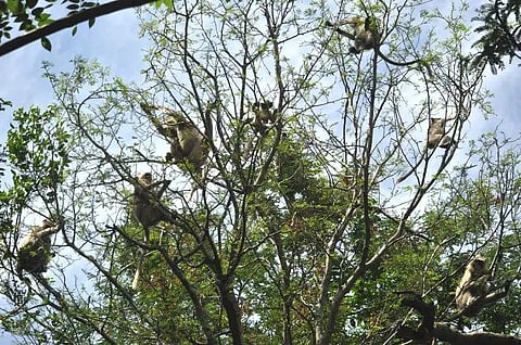 ತುಮಕೂರು ದೇವರಾಯನದುರ್ಗ ಅರಣ್ಯದಲ್ಲಿ ಕಾಣಸಿಗವ ಮಂಗಗಳು ಹಾಗೂ ಲಂಗೋರ