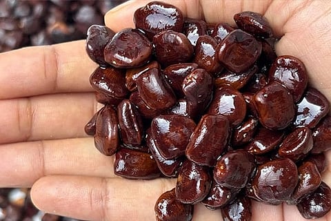 ಹುಣಸೆ ಬೀಜಗಳ ಸೇವನೆಯಿಂದ ದೇಹದಲ್ಲಿರುವ ಮೈಕ್ರೋಪ್ಲಾಸ್ಟಿಕ್‌ಗಳು ನಾಶವಾಗುತ್ತಾ? ಇಲ್ಲಿದೆ ನೋಡಿ ಅಸಲಿ ಸತ್ಯ... Tamarind Seeds 