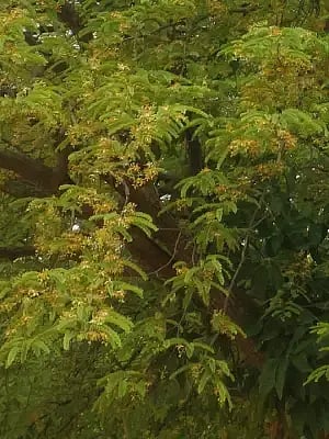 ಹುಣಸೆ ಮರ ಹೂ ಬಿಟ್ಟಿರುವುದು 