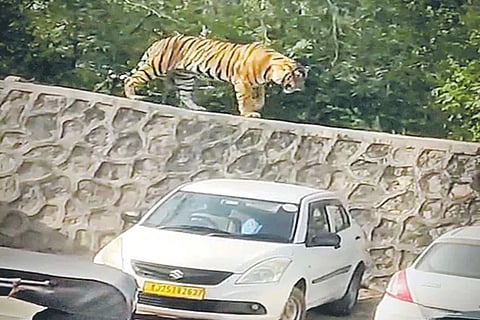 ರಣಥಂಬೋರ್ ಕೋಟೆಯ ಪಾರ್ಕಿಂಗ್ ಪ್ರದೇಶಕ್ಕೆ ಹುಲಿ ಎಂಟ್ರಿ