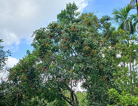 ಖಾದರ್ ತೋಟದಲ್ಲಿರುವ ಬೃಹತ್ ರಂಬೂಟನ್ ಮರಗಳು