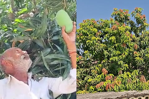 Ukabhai Bhatti Mango Grafting