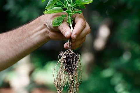 root