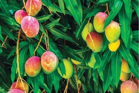 ಮಾವಿನ ಮರದಂತಹ ಬದುಕು ನಮ್ಮದಾಗಲಿ...