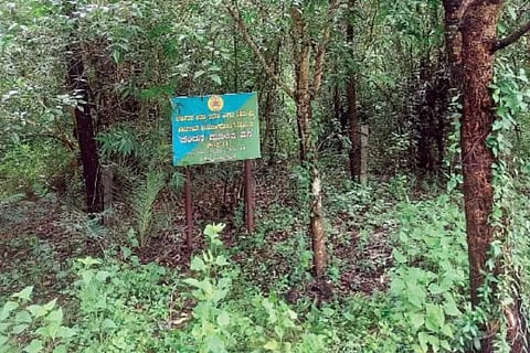 Forest | ಸಾಮಾಜಿಕ ಅರಣ್ಯ ಎಂಬ ನೈಸರ್ಗಿಕ ಶ್ವಾಸತಾಣ