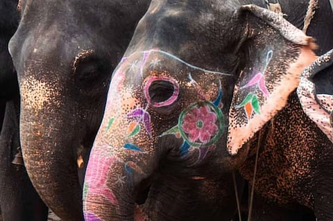 ಮೈಸೂರು ದಸರಾ ಆನೆಗಳ ತೂಕ ಪರೀಕ್ಷೆ