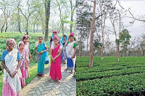 ಚುನಾವಣೆಗಷ್ಟೇ ನೆನಪಾಗುವ ಚಹಾತೋಟ!