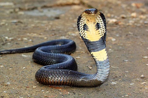 ಸಾಂದರ್ಭಿಕ ಚಿತ್ರ 