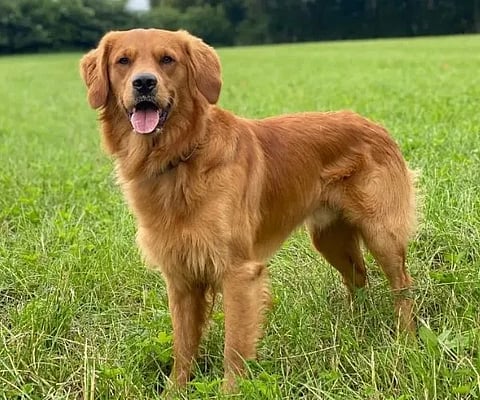 ಗೋಲ್ಡನ್ ರಿಟ್ರೈವರ್ (Golden Retriever)
