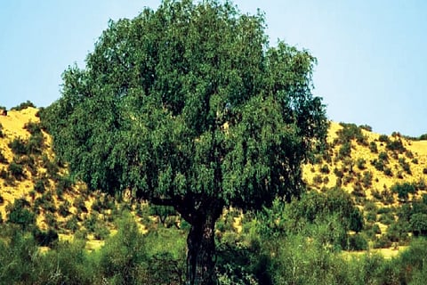 ಖೇಜ್ರಿ ಮರ