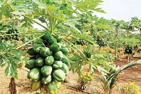 ಕೃಷಿ ತಂದ ಲಾಭ
