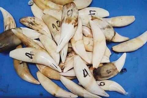 ಲೇಡಿ ವೀರಪ್ಪನ್​ಗಳು