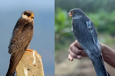 ಅಮೂರ್ ಫಾಲ್ಕನ್
