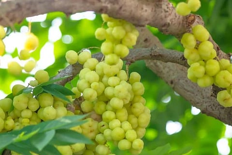 ನೆಲ್ಲಿಕಾಯಿ