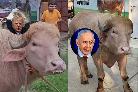 Donald Trump Buffalo | ಬಾಂಗ್ಲಾದ ಫಾರ್ಮ್‌ನಲ್ಲಿ ಅಮೆರಿಕ ಅಧ್ಯಕ್ಷರನ್ನೇ ಹೋಲುವ ಎಮ್ಮೆ ಪತ್ತೆ
