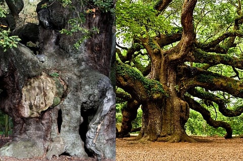 ಮೇಜರ್​ ಓಕ್​ ಟ್ರೀ