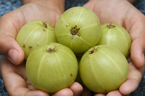 ಬೆಟ್ಟದ ನೆಲ್ಲಿಕಾಯಿ 