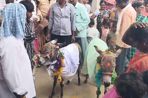 ಗ್ರಾಮಸ್ಥರ ಸಮ್ಮುಖದಲ್ಲಿ ಕತ್ತೆಗಳ ಮದುವೆ