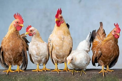 ಕೋಳಿಗೂ ಸಿಗಲಿದೆ ಅಪಘಾತ ಪರಿಹಾರ