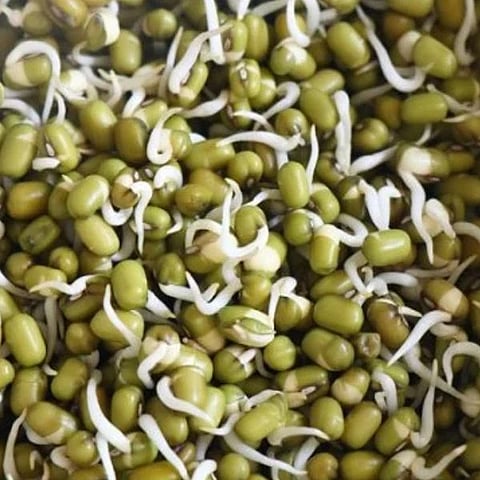 ಆರೋಗ್ಯಕ್ಕೆ ಬಹಳ ಒಳ್ಳೆಯದು ಈ ಮೊಳಕೆ ಕಾಳು