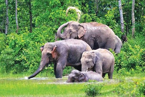 ಮಾನವ -ವನ್ಯಜೀವಿ ಸಂಘರ್ಷ ತಪ್ಪಿಸಲು ಹೊಸ ಪ್ರಯೋಗ