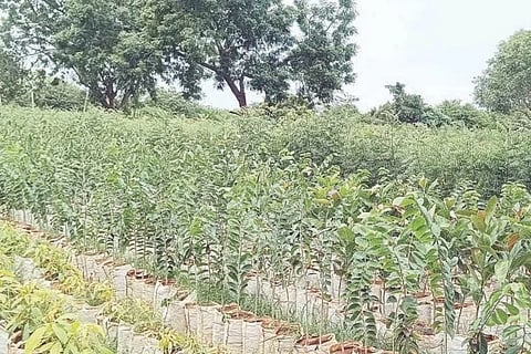 ಕಡ್ಡೋಣಿಯಲ್ಲಿನ ಫಾರ್ಮ್‌ನಲ್ಲಿ ಸಸಿಗಳು ಬೆಳೆದು ವಿತರಣೆಗೆ ಸಿದ್ಧವಾಗಿರುವುದು. 