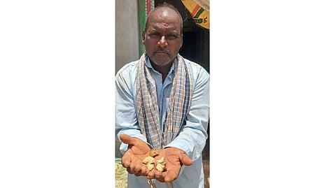 ಹಾವು ಕಚ್ಚಿದಾಗ ಚಿಕಿತ್ಸೆಗೆ ಬಳಸಲಾಗುವ ಗಿಡಮೂಲಿಕೆ ತೋರಿಸುತ್ತಿರುವ ನಾಟಿವೈದ್ಯ ಸೋಗಿ ವೀರಣ್ಣ. 